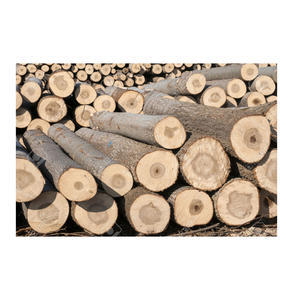 Troncos de Álamo en Secciones de 3, 4 y 6 Metros para un Transporte y Procesamiento Eficientes en Aserraderos y Plantas de Chapa, Exportación al por Mayor - Product Image 5