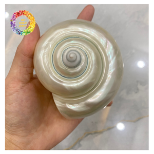 Vente en gros de matières premières d'artisanat marin de haute qualité fournisseur du Vietnam Turbo Shell poli - Product Image 1