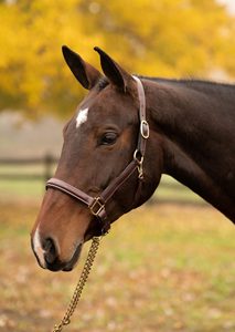 HALTER HEADCOLLAR Acolchado POSH PATENTE HALTER HEADCOLLAR - Product Image 5