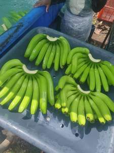 Plátano Fresco 2026 para el Mercado de Frutas, Precio Razonable, Calidad Premium, Plátano Dulce Disponible a Granel para Exportación, Compradores Mayoristas - Product Image 3