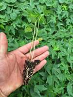 Origine baltique Plateau de semences substrat tourbe de mousse pour jeunes plantes