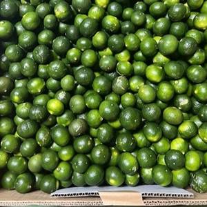 CALAMANSI CONGELADO DE VIETNAM PARA FABRICANTES DE BEBIDAS CONCENTRADOS DE JUGO Y EXPORTADORES DE ALIMENTOS ORGÁNICOS - Product Image 5