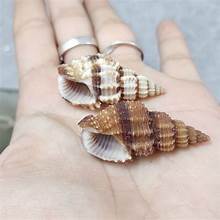 PRODUCTO DE OCÉANO RICO DE CALCIO CON CONCHA DE MAR PURA PARA LA SALUD NATURAL Y ETIQUETA LIMPIA SIN SOPORTE DE ADITIVOS - Product Image 3