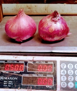 Semillas Híbridas de Cebolla GAD F1 - Product Image 4