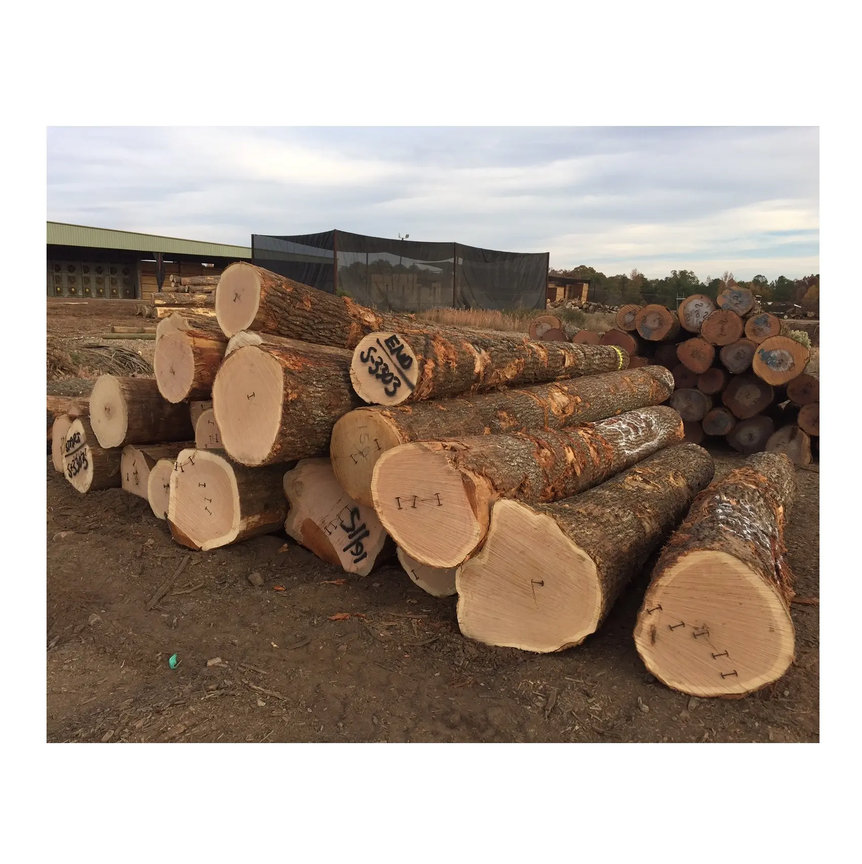 High-Quality Oak Timber - Lumber & Logs for Construction