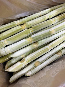 Caña de Azúcar Congelada para Bares de Jugos y Fabricación de Bebidas - Product Image 6