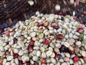 เมล็ดกาแฟคั่ว - กาแฟเวียดนามชนิดพิเศษคุณภาพสูง อาราบิก้าจากภูเขาสูงซอนลา - Product Image 4