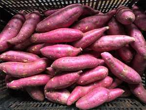 Proveedor Vietnamita de Batata Fresca para Exportación a Granel con Calidad Estable y Gran Producción - Product Image 6