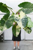 Alocasia Variegata, fleur exotique fraîchement coupée, plante blanche de 20 cm, 100 pétales, durée de conservation de 3 ans, Huertos Équateur