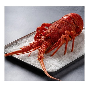 กุ้งมังกรออสเตรเลียแช่แข็งจากการจับปลาในธรรมชาติ ส่งออกอาหารทะเลเกรดพรีเมียมสดใหม่จากผู้จัดจำหน่ายที่เชื่อถือได้ - Product Image 5
