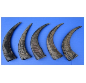 Cornes de buffle à vendre en vrac Idéal pour la fabrication de poignées de couteau Corne Art Pet Chews et projets décoratifs - Product Image 3
