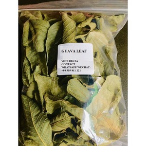Hojas de guayaba secas de calidad seleccionadas a mano, secas a la perfección y con un precio para el máximo valor para el cliente, 100% naturales en VIETNAM - Product Image 6