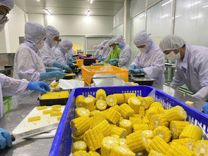 MAÏS SUCRÉ CONGELÉ IQF: JAUNE ROI, PRIX BON MARCHÉ, VENTE EN GROS DE L'USINE VIETNAM. - Product Image 1