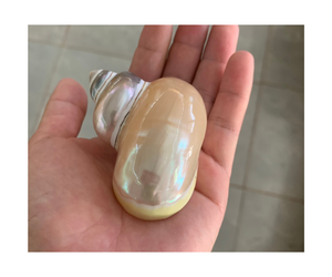 Hermosos hallazgos de playa: grandes conchas, corales y estrellas de mar - Product Image 1