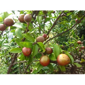 Huile de Camélia Bio pour Soin de la Peau et Cuisine Origine du Vietnam Soutient la Santé de la Peau et du Corps - Product Image 4