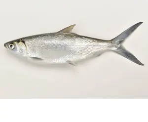 للبيع بالجملة BQF أكثر من 200 جرام سمك الماكريل الباسيفيكي المجمد WR سمك الماكريل المجمد للبيع