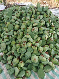 Graines de lotus séchées de qualité supérieure pelées et emballées provenant de l'approvisionnement alimentaire du Vietnam Meilleur prix de gros par 99 Gold Data - Product Image 2