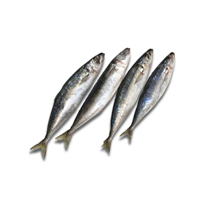 Pescado Sardina de Aleta Corta Entero Congelado IQF BQF Procesado en Vietnam Larga Vida Útil 24 Meses Empaque a Granel y al Vacío Exportación - Product Image 5