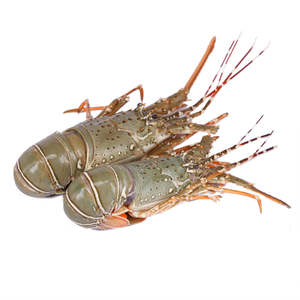 Langosta congelada de calidad superior, capturada en estado salvaje, entera cruda, exportación, envasada, proveedor a granel, mariscos limpios en el océano, grado refrigerado, fresco - Product Image 4