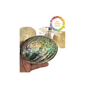 เปลือกหอยเป๋าฮื้อเวียดนามราคาดีเยี่ยมสำหรับการสั่งซื้อจำนวนมากส่งตรงจากเวียดนาม - Product Image 1