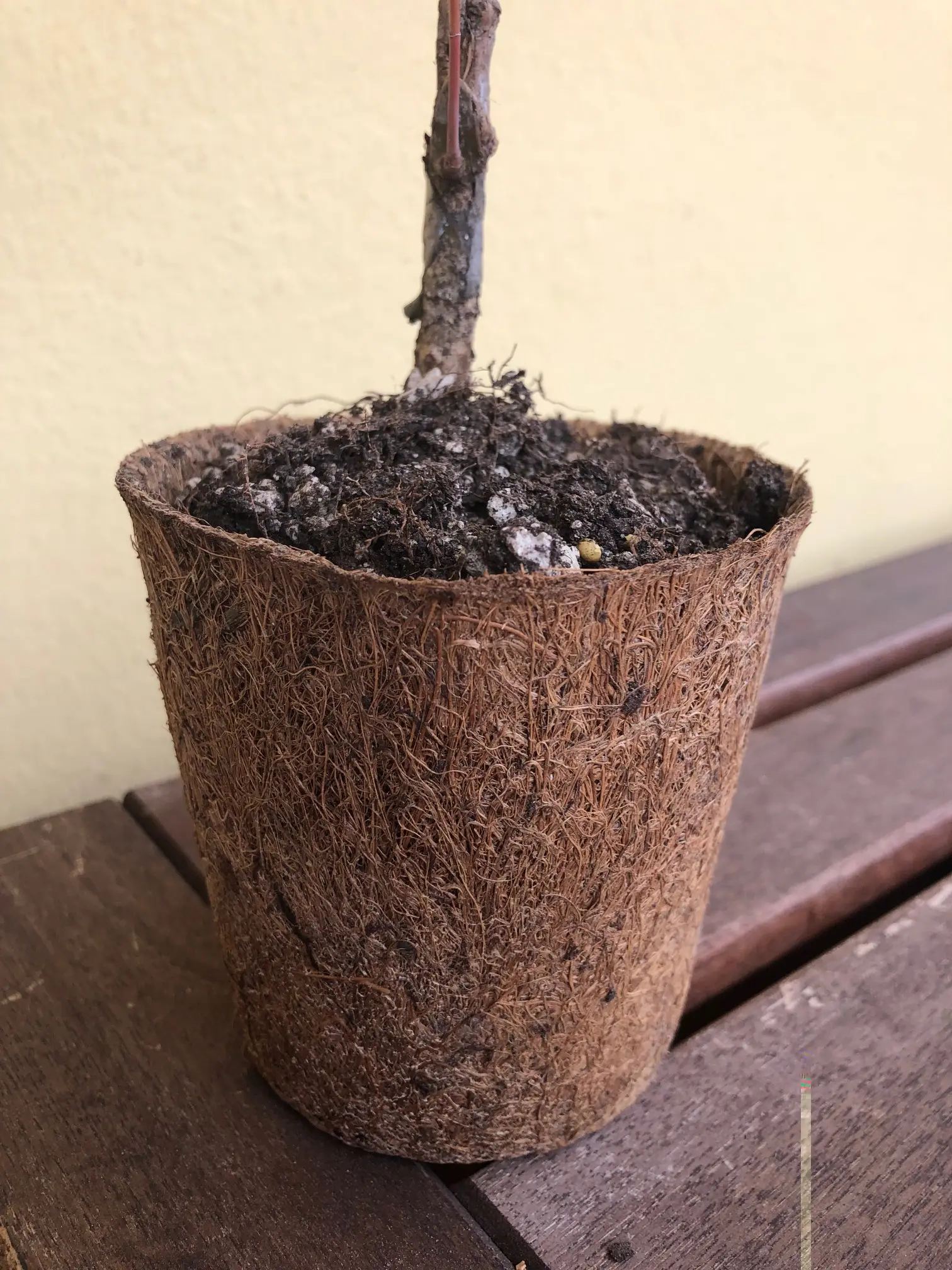 Flower and plant pot in coco fibre for planting  garden outdoor sustainable no plastic 10 cm diameter above