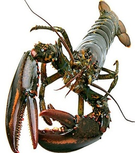 กุ้งมังกรแช่แข็งราคาถูก หางกุ้งมังกรแช่แข็ง กุ้งมังกรสด อาหารทะเลแช่แข็ง กุ้งมังกร หางกุ้งมังกร กุ้งมังกรแคนาดา - Product Image 2