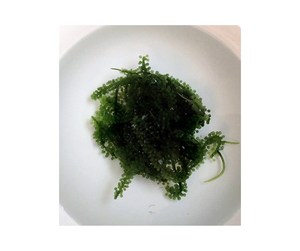 Vietnam Seagrape Experts: Premium Seagrape déshydraté pour l'exportation et Seagrape frais avec des offres de qualité et d'acheteur inégalées - Product Image 3