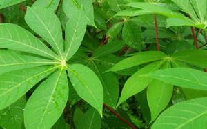 Hojas de Yuca Congeladas Tiernas / Proceso BQF / Ricas en Sabor / Recogidas a Mano / Calidad Vietnamita / Envasadas al Vacío - Product Image 2