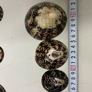 Coquille de limpet ovale polie de qualité supérieure, produit du Vietnam, pour placage de meubles, incrustation de menuiserie, techniques de travail manuel traditionnelles - Product Image 6