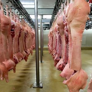 Vente en gros de viande de porc congelée fraîche de qualité supérieure, pieds avant de porc et pattes postérieures de porc congelées, oreillettes de porc congelées - Product Image 5