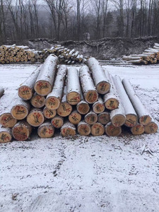 ไม้สนเนื้ออ่อนคุณภาพพรีเมี่ยมส่งออก Pinus silvestris ท่อนไม้กลม - Product Image 3