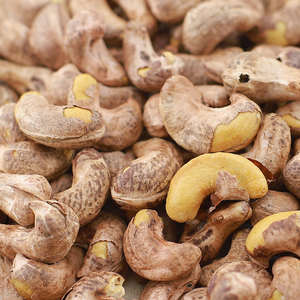 Nueces de Anacardo Crudas Orgánicas, Secas, Enteras, Grado W320, Calidad Premium, Marca Agrikim, Envasadas al Vacío, 5% de Humedad Máxima - Product Image 4