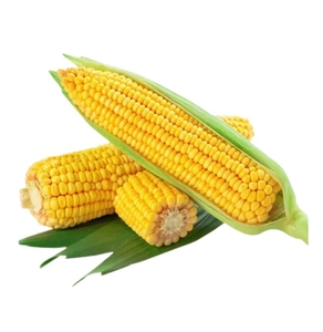 Maíz Dulce Enlatado de 425g, Listo para Comer, Granos Enteros, Vegetales, Ingredientes de Alta Calidad, Precio de Fábrica, Fabricante Chino - Product Image 2