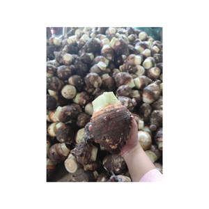 Taro congelé à usage alimentaire ou pharmaceutique, surgelé à l'aide de la technologie IQF à une température qui maintient sa structure - Product Image 1