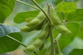 Soja Graine de soja sèche jaune sans OGM de haute qualité NON-GMO soja - Product Image 3