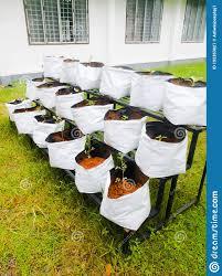 Sacs de ponte de champignons Fox Farm Trio Concombre Agronomie Bulk Of Hydroponic Shops Near Me Goyava Tree Grow Bag White Button Mushrooms - Product Image 4