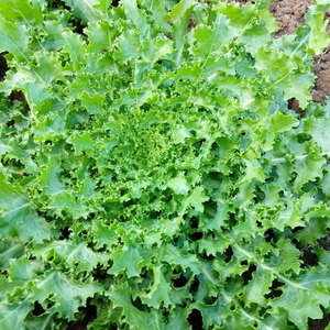Grossistes Fournisseur en vrac d'endives chicorée de qualité supérieure: espèces de légumes à feuilles amères les plus vendues - Product Image 2