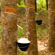 ยางก้อนเนื้อ AA + ถ้วยเหมาะสำหรับการขึ้นรูป - Product Image 5