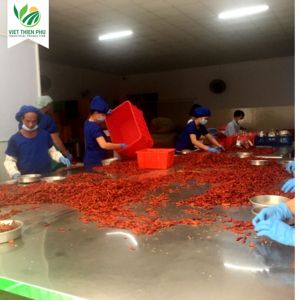 VIET THIEN PHU Chile rojo seco de alta calidad, Chile de una sola especia, directo del principal producto agrícola de Vietnam - Product Image 2