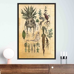 Toile imprimée : Art mural en verre trempé sur le thème de l'herboristerie - Décoration sorcellère, TOILE ENCADRÉE NOIRE - Product Image 1