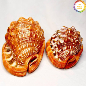 Coquille de Cassis Madagascariensis fabriquée à partir de coquillages naturels, artisanat vietnamien pour la décoration et l'affichage créatif. - Product Image 5