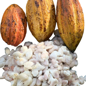 ผงโกโก้ธรรมชาติสำหรับผลิตช็อกโกแลตและเครื่องดื่ม - Product Image 1