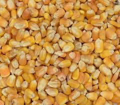 Maíz Blanco y Amarillo Orgánico Seco para Alimentación Animal, Tipo Cultivado, en Venta - Product Image 2