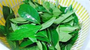 PURE CLAUSENA INDICA HOJAS ETIQUETA LIMPIA INGREDIENTE DE TÉ DE HIERBAS NATURALES PARA EL APOYO INMUNE BIENESTAR Y DETOX - Product Image 3