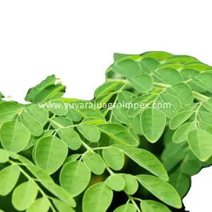 Fresh Moringa Leaves Best Price In India Manufactures to Chile Canada United states Russia Germany china Norway