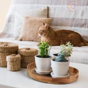 Plateau de service en bois au design classique, durable et personnalisable, MOQ 100 pièces pour usage quotidien - Product Image 5