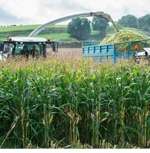 Gran oferta de ensilaje de maíz/maíz, alta calidad y precio competitivo - Product Image 4