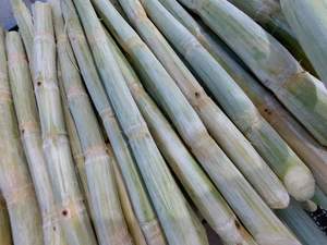 อ้อยสดปอกเปลือกแช่แข็งจากเวียดนามสำหรับผลิตน้ำผลไม้ปั่นและของหวาน - Product Image 2