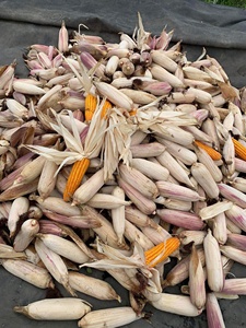 ข้าวโพดแห้งตกแต่งเหมาะสำหรับฤดูใบไม้ร่วงวันขอบคุณพระเจ้าหรือการตกแต่งธีมเก็บเกี่ยวนำความอบอุ่นแบบชนบทเข้ามาในบ้านของคุณ - Product Image 5