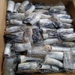 Tasses en corne de buffle Usine indienne Produits artisanaux Tasse à boire en corne Nouveau design Corne naturelle Original Viking Tasse à boire - Product Image 2